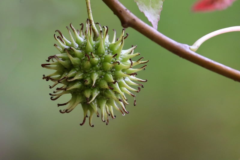 Assortment of Fruits